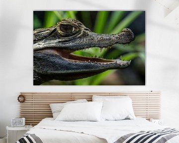 Der Brillenkaiman (Caiman crocodilus) aus der Nähe