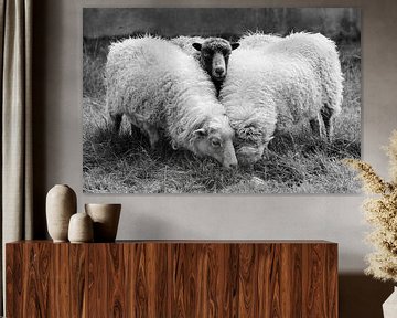 Schafe von Marian Sintemaartensdijk