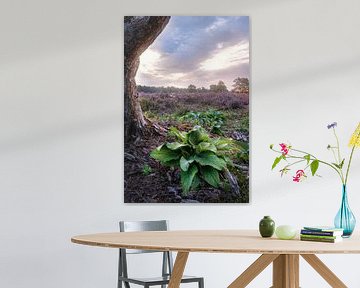 Plante dans la lande au lever du soleil