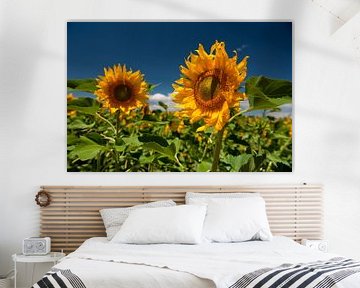 Sunflowers by Ivonne Wierink