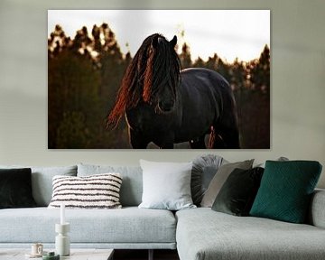 Black stallion van Irene Grabienski