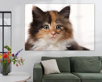 Portret van een Maine Coon kitten van Dagmar Hijmans