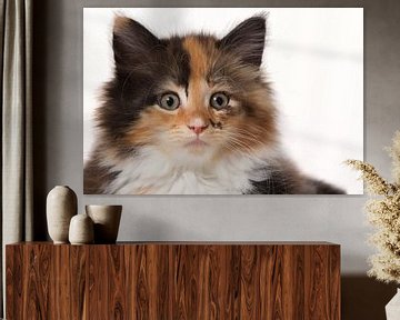 Portret van een Maine Coon kitten van Dagmar Hijmans