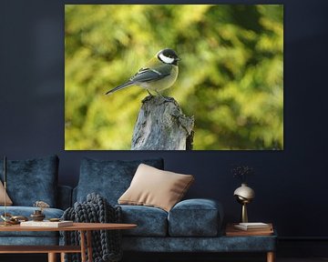 Great Tit by Karin Jähne