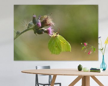 Lemon Butterfly by Karin Jähne