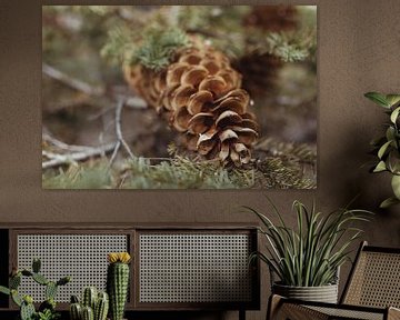 Dennenappel tussen de takken van een naaldboom | Reisfotografie | Californië, U.S.A. van Sanne Dost