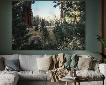Scandinavische sfeer in Sequoia National Park met naaldbomen en Mammoetbomen | Californië, Verenigde van Sanne Dost