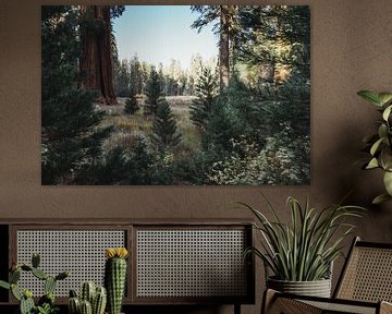 Scandinavische sfeer in Sequoia National Park met naaldbomen en Mammoetbomen | Californië, Verenigde van Sanne Dost