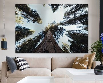 Mammoetbomen met blauwe lucht in Sequoia National Park | Reisfotografie | Californië, U.S.A. van Sanne Dost