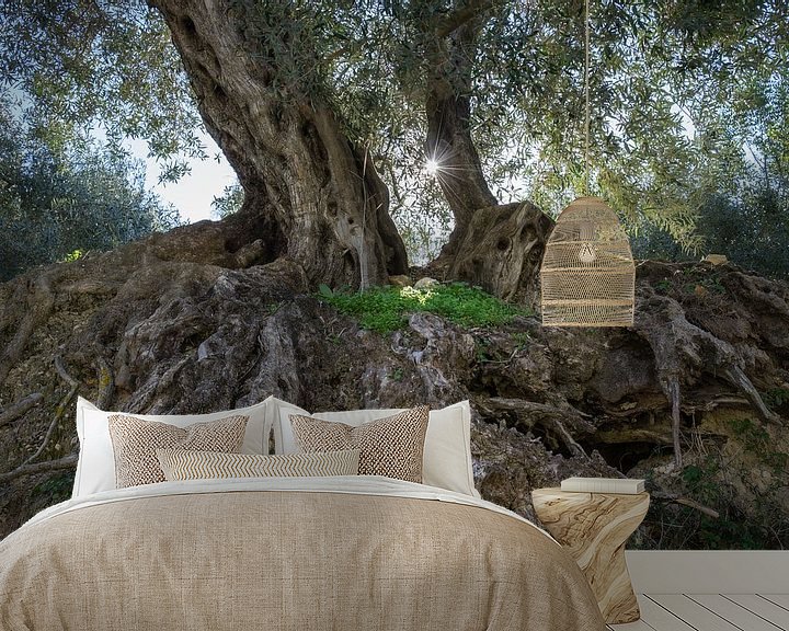 Beispiel fototapete: Im Schatten des Olivenbaumes von Montepuro