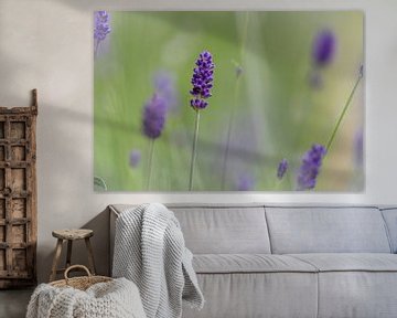 Lavendel met een bokeh achtergrond van Lieke van Grinsven van Aarle
