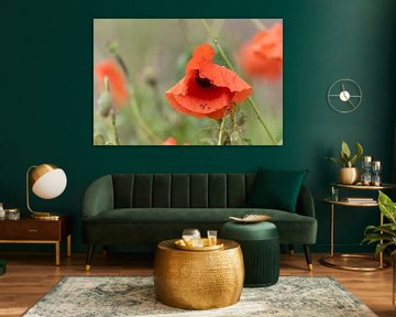 Coquelicot avec un bokeh de vert et rouge comme arrière-plan sur Lieke van Grinsven van Aarle