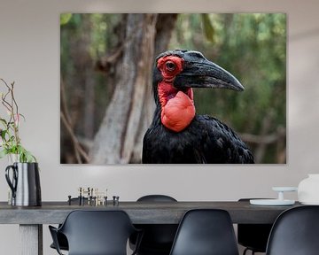 Ground hornbill (male) by Dustin Musch