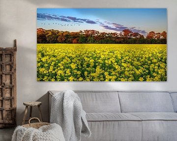 Rapeseed field Deinze by This is Belgium
