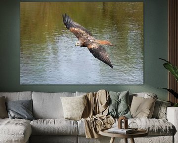 Red Kite in flight by Jan van Vreede