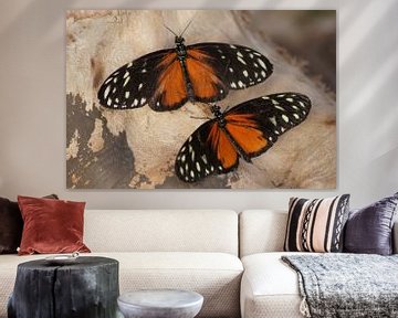 Monarchvlinders van Ronald en Bart van Berkel