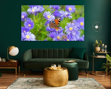 Papillon sur fleurs d'aster sur Bo Valentino