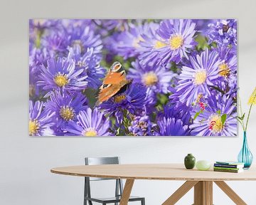 Papillon sur fleurs d'aster sur Bo Valentino