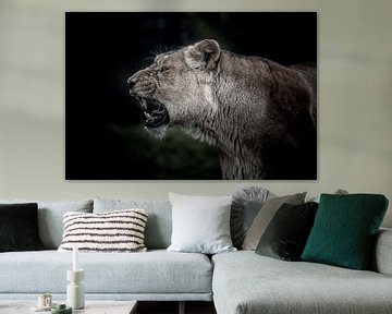 Uitdrukking van de leeuw op zwart achtergrond van Jolanda Aalbers