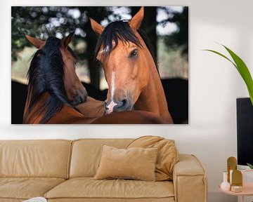 Wild horses on the Veluwe cuddle each other