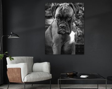 Innocent eyes of a boxer dog in black and white
