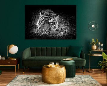 Ogen van een tijger die je aankijken alsof hij iets wil -  zwartwit foto van Jolanda Aalbers