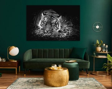 Les yeux d'un tigre qui vous regarde comme s'il voulait quelque chose - photo noir et blanc sur Jolanda Aalbers