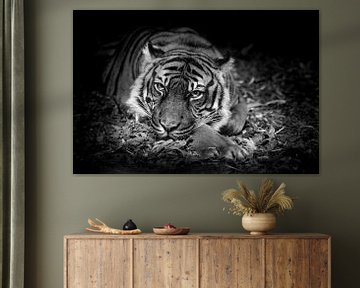 Ogen van een tijger die je aankijken alsof hij iets wil -  zwartwit foto van Jolanda Aalbers
