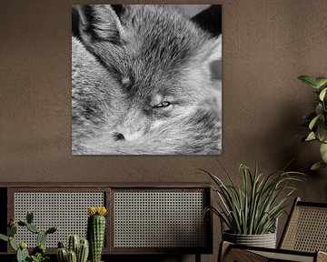 Porträt eines Fuchses in schwarz-weiß