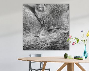 Portrait d'un renard en noir et blanc sur Menno Schaefer