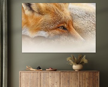 Portrait of a Red Fox. by Menno Schaefer