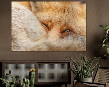 Portrait d'un renard roux. sur Menno Schaefer