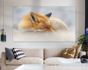 Portrait of a Red Fox. by Menno Schaefer