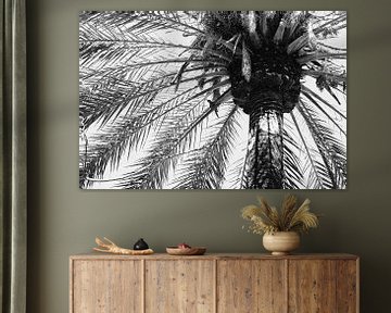 Close-Up Palmboom Onderkant van Walljar