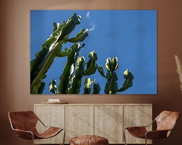 Cactussen in de Elqui Vallei van Thomas Riess
