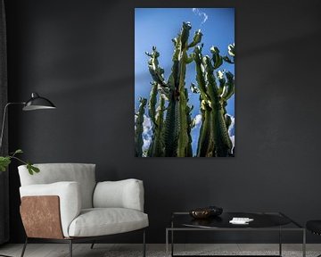 Cactus by Thomas Riess