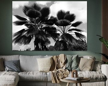 Large Leaf Palm Trees