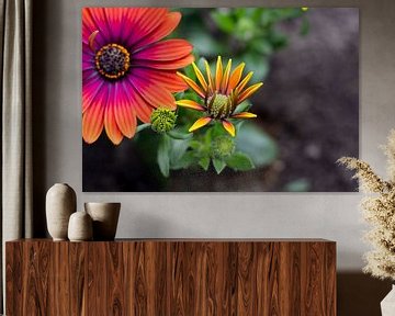 Kleurrijke bloem | Gekleurde Spaanse margriet, close up van Femke Steigstra