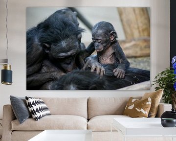 Baby chimpanzee learns to flea by Joost Adriaanse