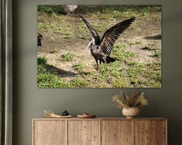 Zwarte ibis van Ronald en Bart van Berkel