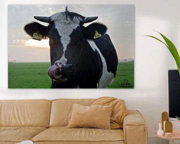 Vache avec la langue hors de la bouche sur Niek van Vliet