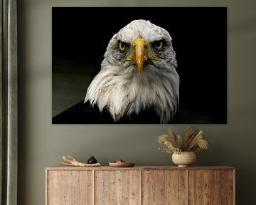 Amerikanischer Seeadler von Frans Schutten