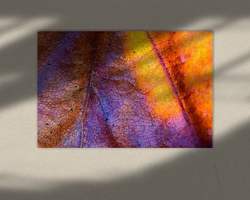 Makro eines Herbstblattes im Sonnenlicht.