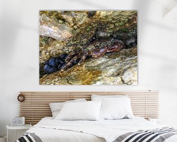 Krebs von artpictures.de