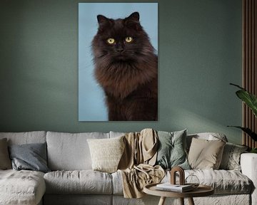 Portret van een langharige zwarte kat - Golden Eyes van Dagmar Hijmans