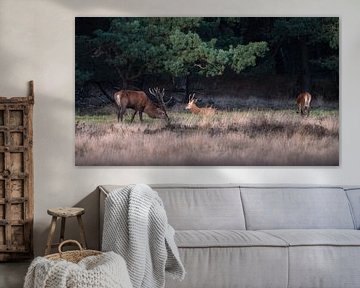 Grazende edelherten op de Hoge Veluwe