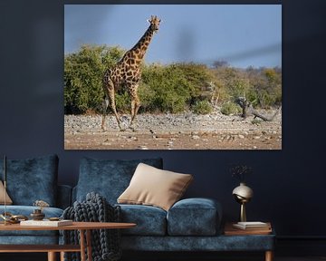 Girafe en Namibie, Afrique sur Thomas Marx