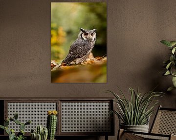 Northern white-eared owl in the woods by KB Design & Photography (Karen Brouwer)