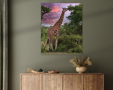 Baringo giraffe, Giraffa camelopardalis van Alexander Ludwig