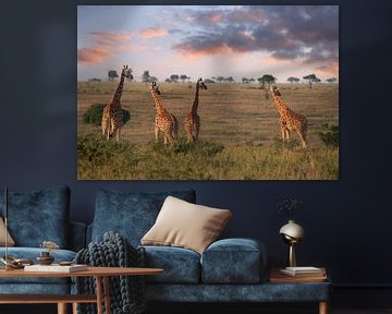 Girafe baringo, Giraffa camelopardalis sur Alexander Ludwig